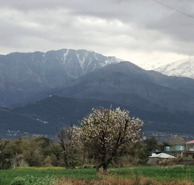  Residential Plot 15 Marla for Sale in Barol, Dharamshala