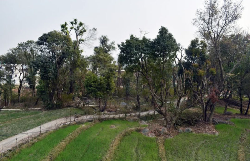  Residential Plot 25 Marla for Sale in Yol Cantt, Dharamsala
