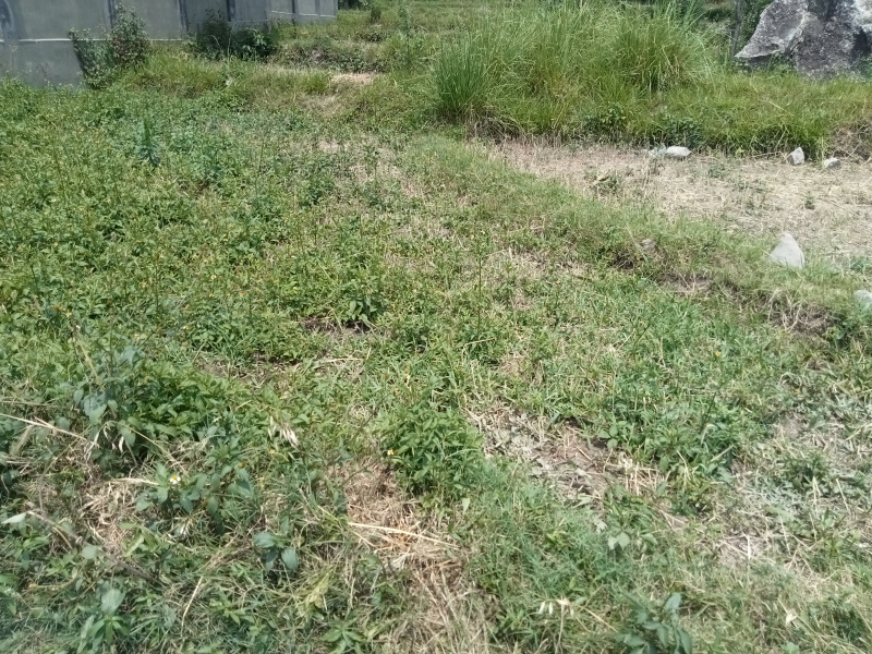  Residential Plot 22 Marla for Sale in Dari, Dharamsala