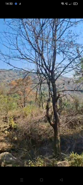  19 Marla Residential Plot for Sale in Gharoh, Dharamsala