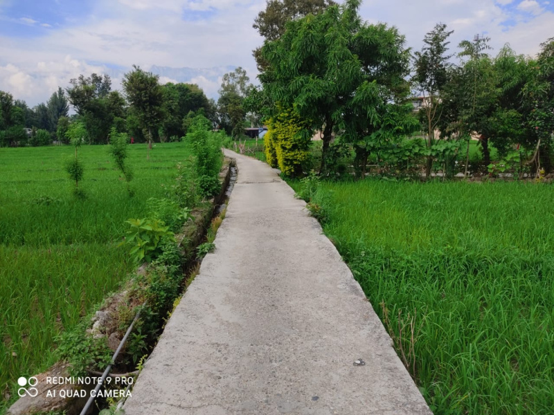  Residential Plot 25 Marla for Sale in Birta, Kangra