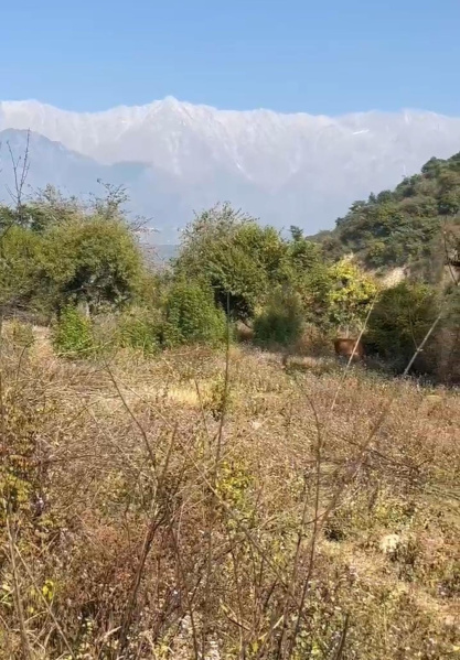 Residential Plot 12 Marla for Sale in Sakoh, Kangra