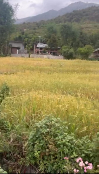  Residential Plot for Sale in Tang Narwana, Kangra