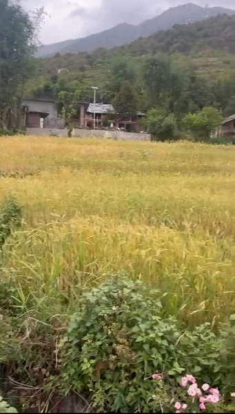 Residential Plot 14 Marla for Sale in Tang Narwana, Kangra