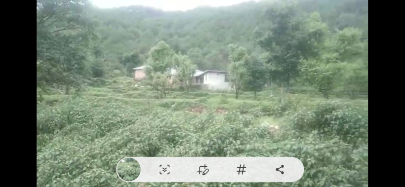  Commercial Land 100 Marla for Sale in Tang Narwana, Dharamshala