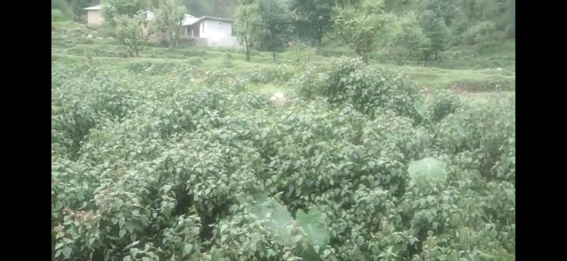  Residential Plot 31 Marla for Sale in Dari, Dharamsala