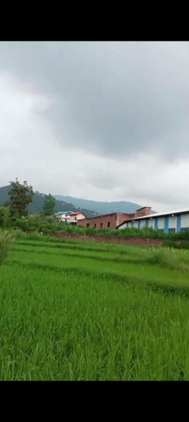  Residential Plot 16 Marla for Sale in Ghuggar, Palampur