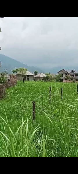  Residential Plot 16 Marla for Sale in Dari, Dharamsala