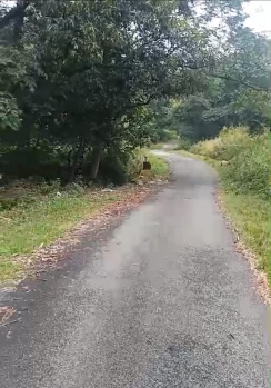  Residential Plot for Sale in Sakoh, Kangra