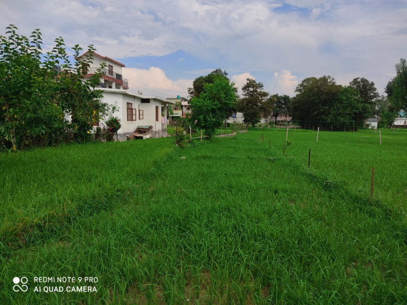  Residential Plot 100 Marla for Sale in Nagrota Bagwan, Kangra