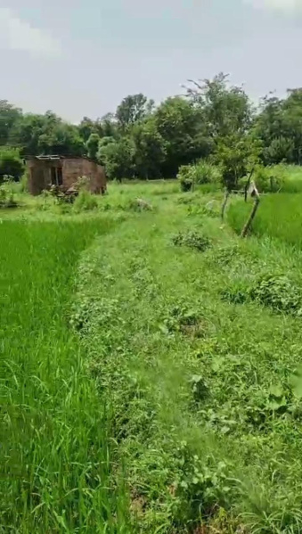  Residential Plot 20 Marla for Sale in Palampur, Kangra