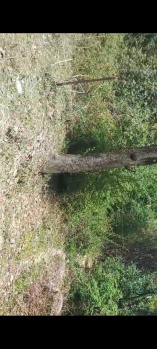  Residential Plot for Sale in Gharoh, Dharamsala