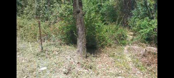  Residential Plot 45 Marla for Sale in Gharoh, Dharamsala