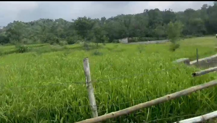  Residential Plot 160 Marla for Sale in Ghuggar, Palampur