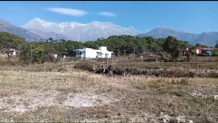  60 Marla Residential Plot for Sale in Palampur Road, Dharamsala