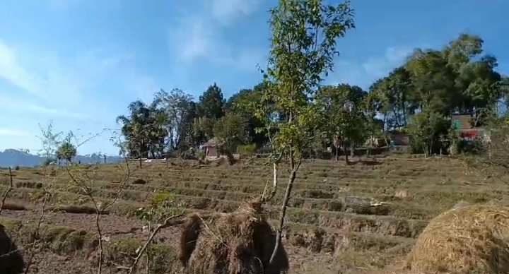  60 Marla Residential Plot for Sale in Palampur Road, Dharamsala