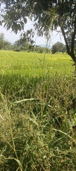  Residential Plot 28 Marla for Sale in Balaji Vihar, Kangra