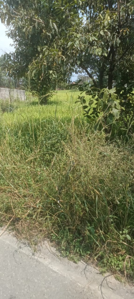  60 Marla Residential Plot for Sale in Palampur Road, Dharamsala