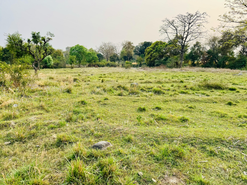  1000 Marla Residential Plot for Sale in Palampur, Kangra