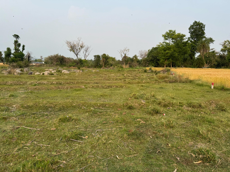  60 Marla Residential Plot for Sale in Chimbalhar, Palampur