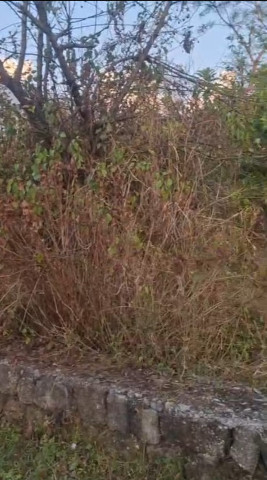  16 Marla Residential Plot for Sale in Dari, Dharamsala