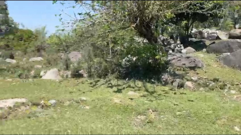  20 Marla Residential Plot for Sale in Sukkad Road, Dharamsala