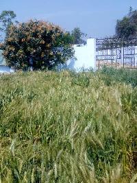  Agricultural Land for Sale in Pushpanjali, Delhi