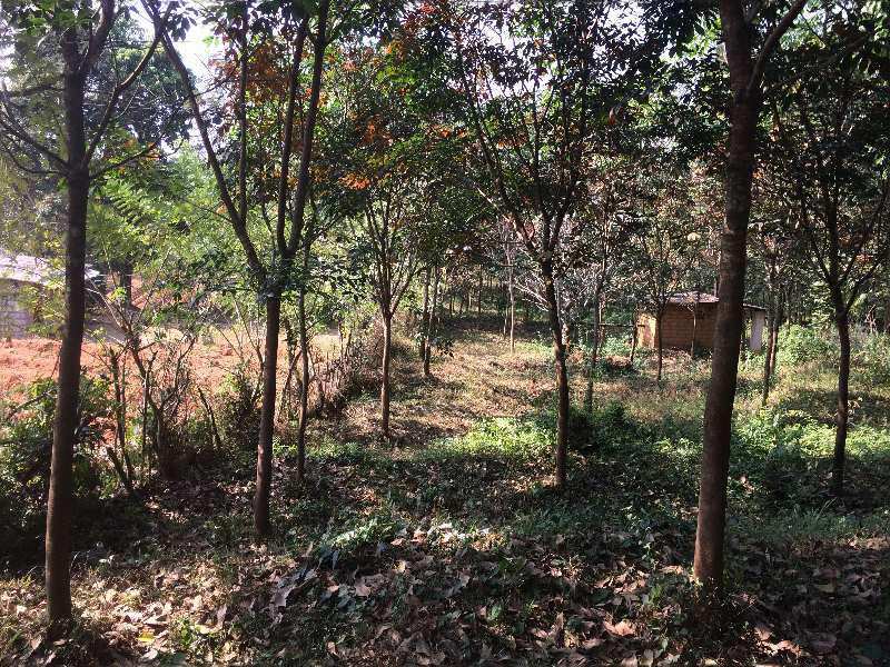 Residential Plot 2 Acre for Sale in Belthangady, Mangalore