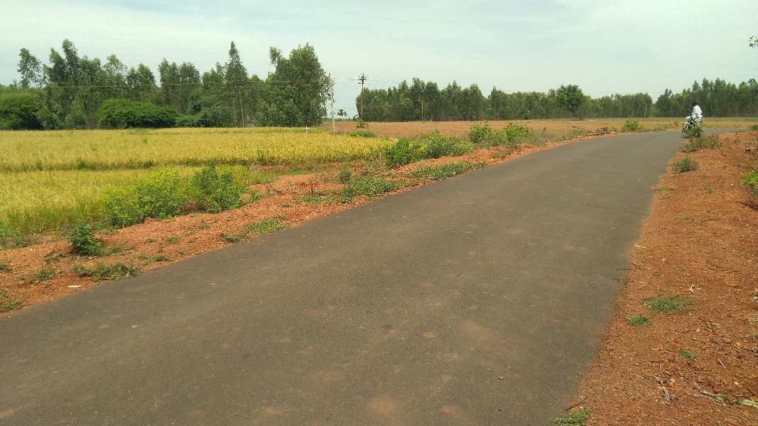  Agricultural Land 5 Acre for Sale in Punjai Thottakurichi, Karur