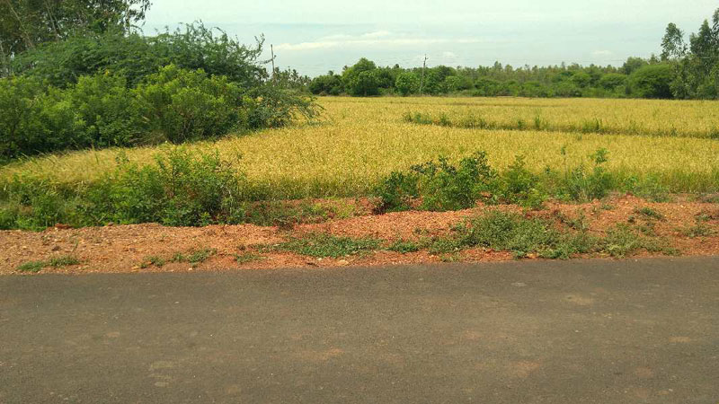  Agricultural Land 5 Acre for Sale in Punjai Thottakurichi, Karur