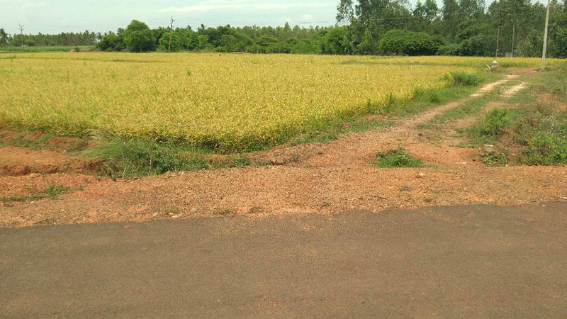  Agricultural Land 5 Acre for Sale in Punjai Thottakurichi, Karur