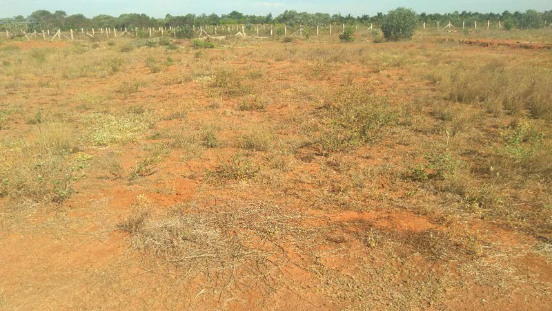  Agricultural Land 13 Acre for Sale in Gandarvakottai, Pudukkottai