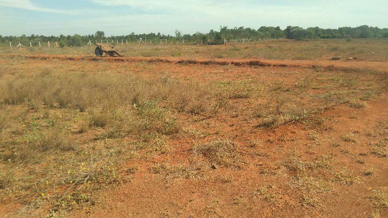  Agricultural Land 13 Acre for Sale in Gandarvakottai, Pudukkottai