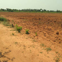  Agricultural Land for Sale in Keeranur, Pudukkottai
