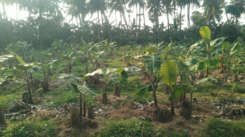  Agricultural Land 2 Acre for Sale in Thiruvaiyaru, Thanjavur