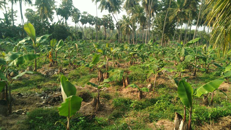  Agricultural Land 2 Acre for Sale in Thiruvaiyaru, Thanjavur