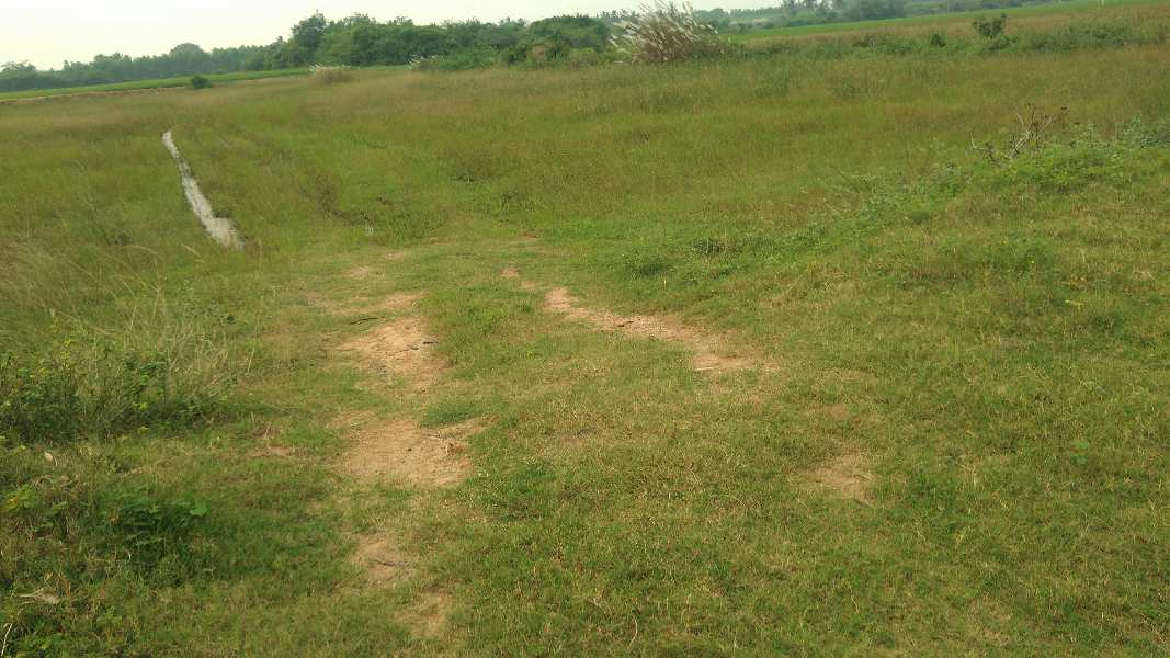 Agricultural Land 2 Acre for Sale in Kurungulam, Thanjavur