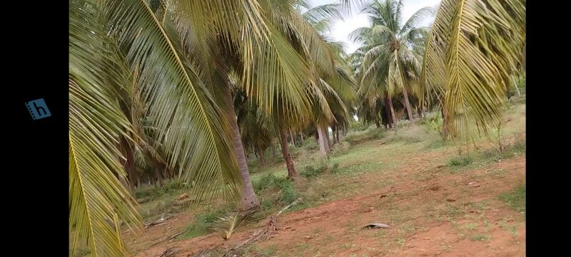  Agricultural Land 25 Acre for Sale in Pudukudi, Thanjavur