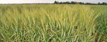  Agricultural Land for Rent in North Campus, Delhi