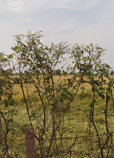 Agra Road, Dausa photo 4