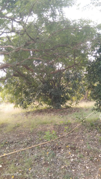  250000 Sq.ft. Commercial Land for Sale in Mandwa, Alibag, Raigad