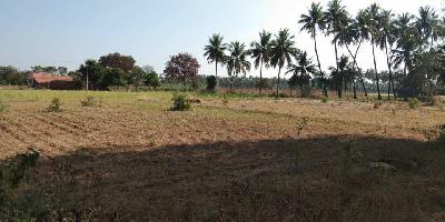  Agricultural Land for Sale in Kasavanampatti, Dindigul