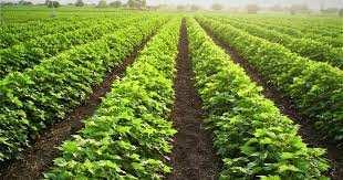  Agricultural Land for Sale in Mahilpur, Hoshiarpur