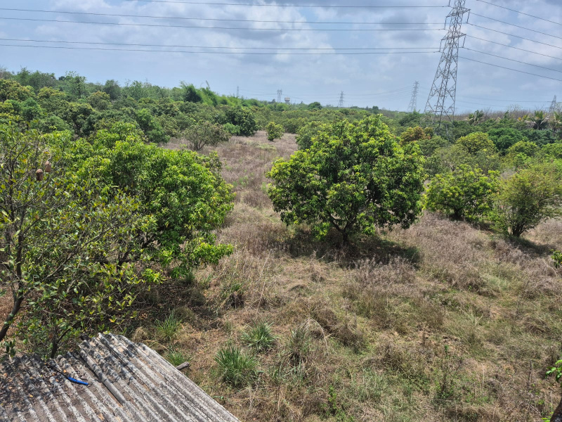  Agricultural Land 50 Acre for Sale in Bhilad, Valsad