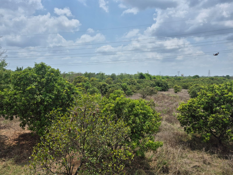  Agricultural Land 50 Acre for Sale in Bhilad, Valsad