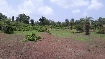  Agricultural Land for Sale in Dahanu, Palghar