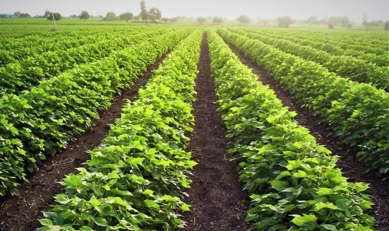  Agricultural Land 12 Bigha for Sale in Chopda, Jalgaon