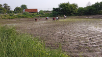  Agricultural Land for Sale in Akbarpur, Kanpur Dehat