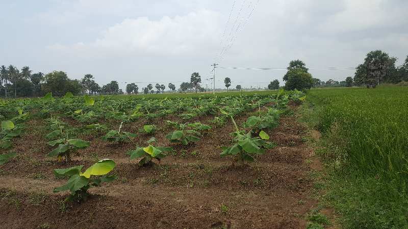 Agricultural Land 108000 Acre for Sale in Alwarkurichi, Tirunelveli