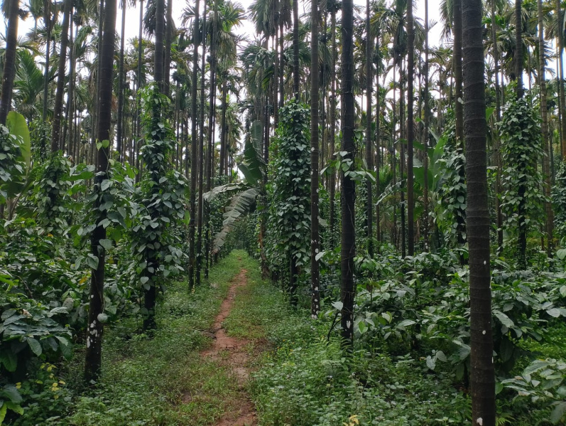  Agricultural Land 2 Acre for Sale in Tirthahalli, Shimoga